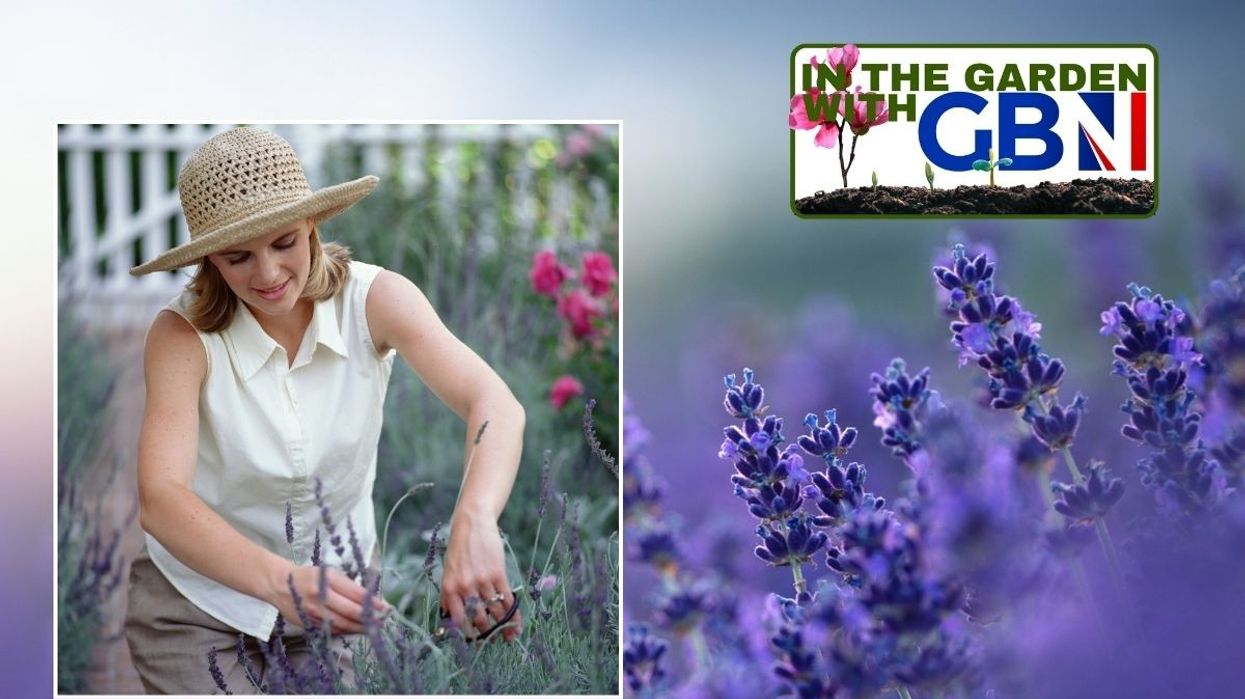 Woman caring for lavender / Lavender in a field