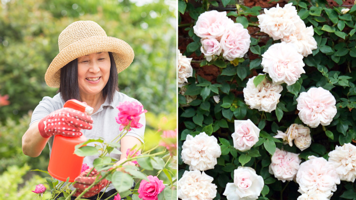 Woman caring for roses / white roses in garden