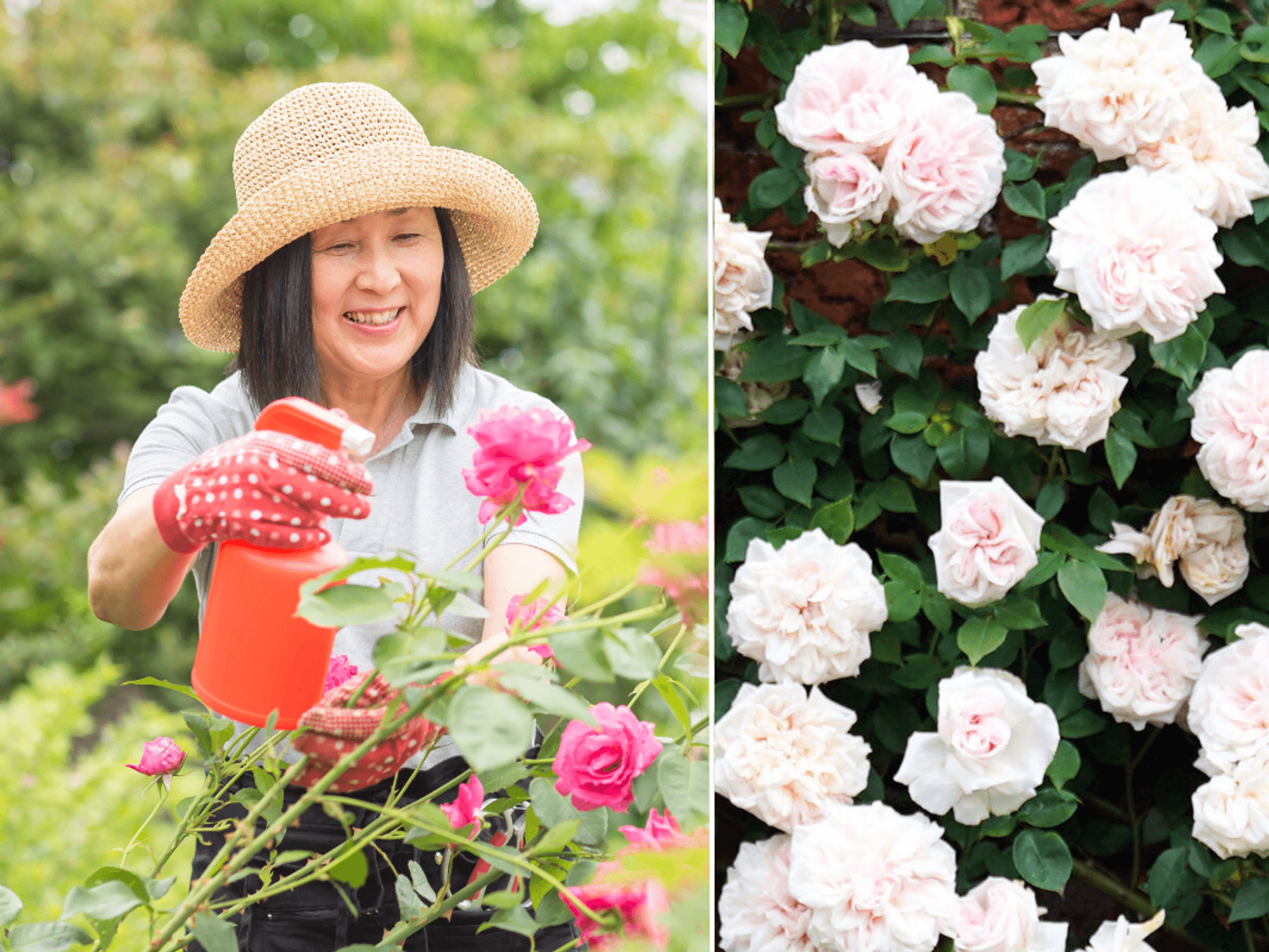 Woman caring for roses / white roses in garden