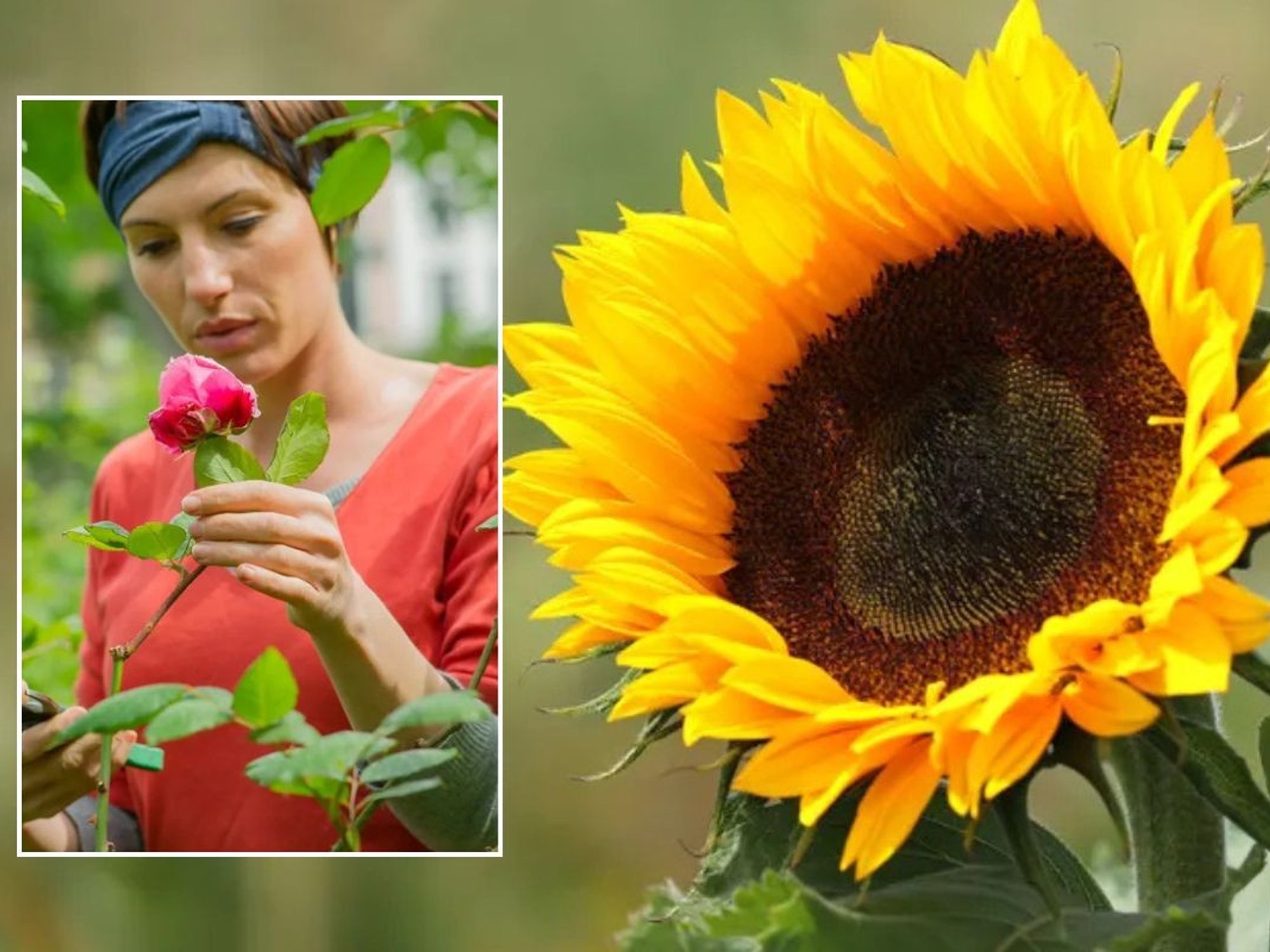 Woman deadheading pink roses / Sunflower