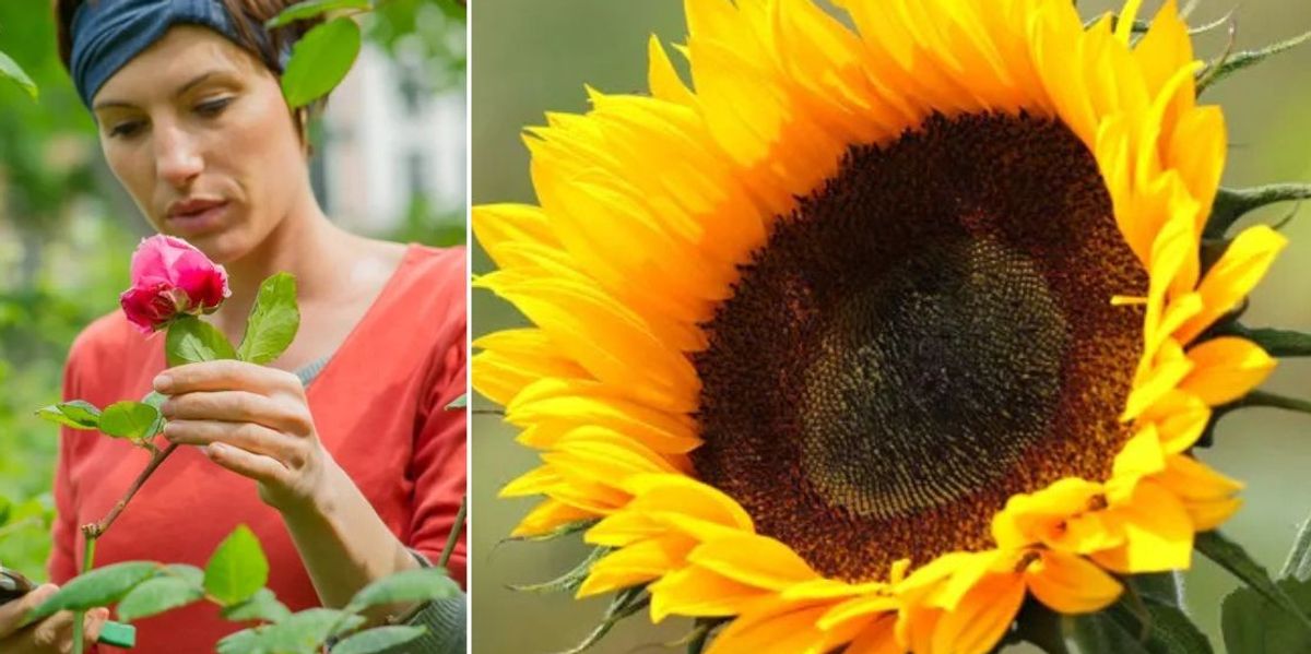 Exactly what to do now for ‘more colour later’ – ‘Lush, full and delicious’ Exactly what to do now for ‘more colour later’ – ‘Lush, full and delicious’