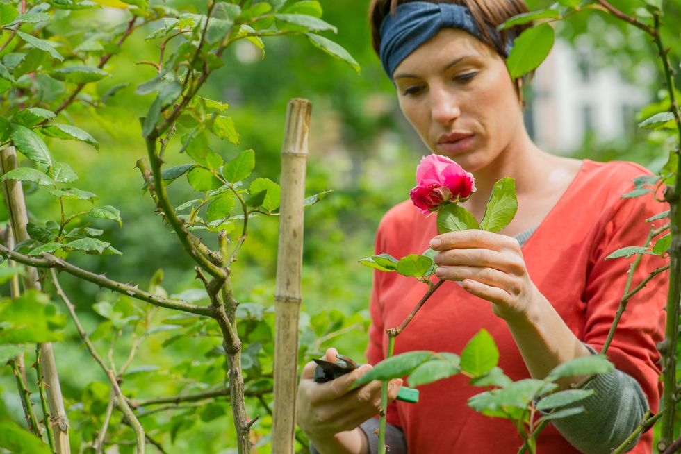 Woman deadheading pink roses