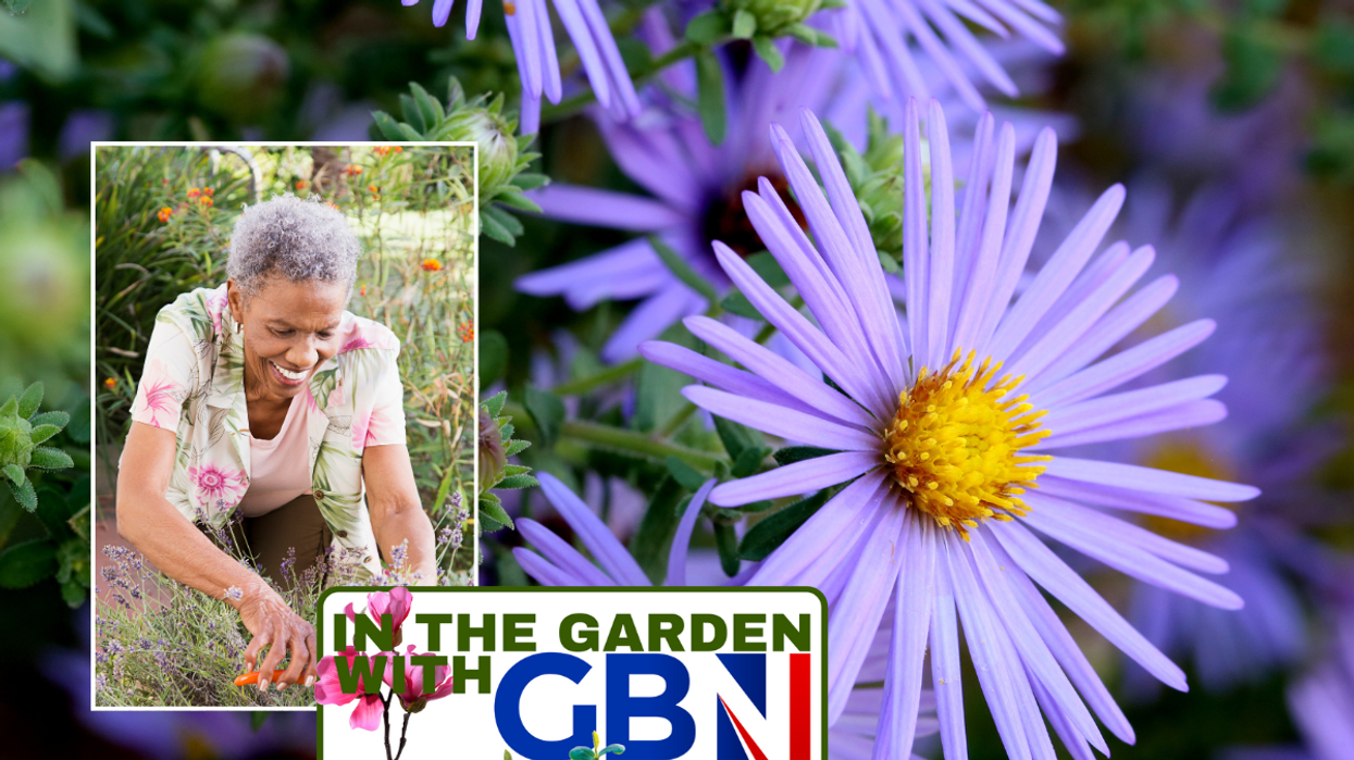 Woman gardening / Asters