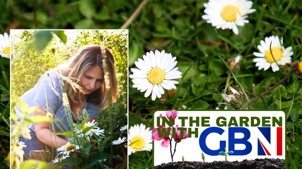 Woman gardening daisies / daisies