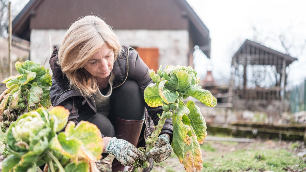 Woman gardening in winter