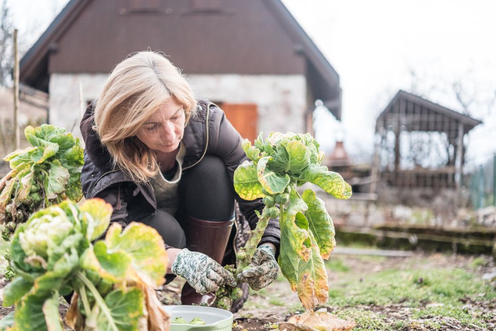 Woman gardening in winter