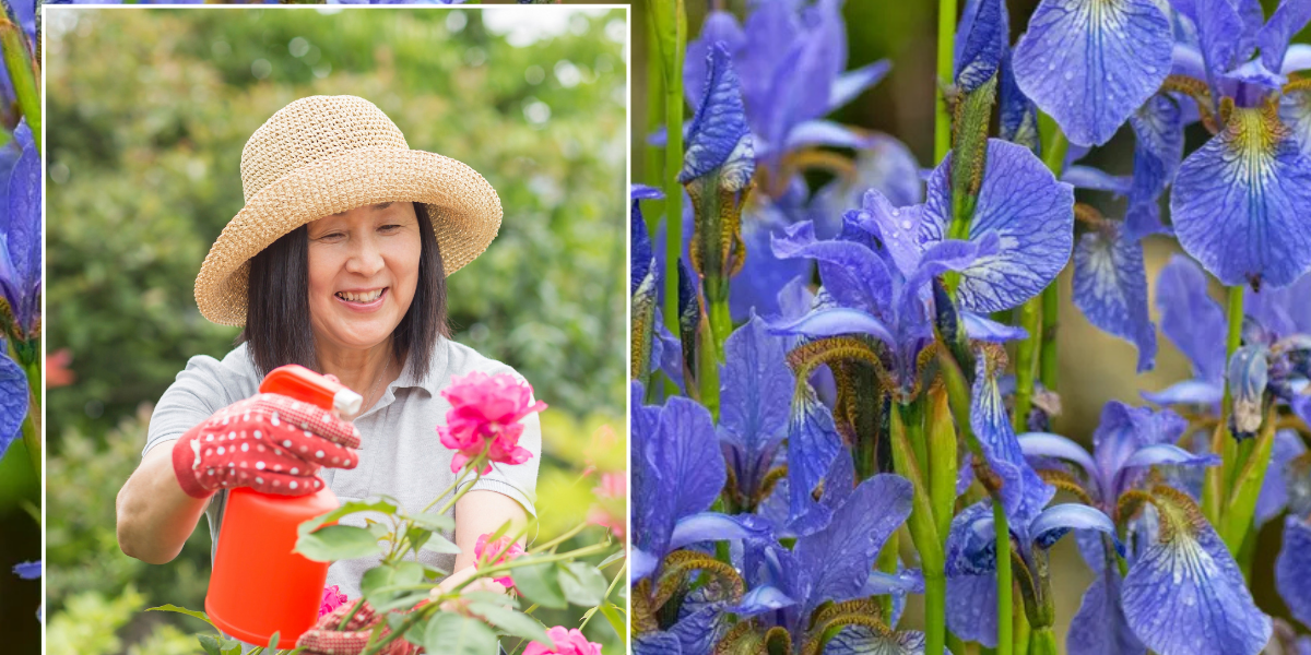 NextImg:Seven flowers to plant now to add life to your garden during winter - including 'low-maintenance' blooms