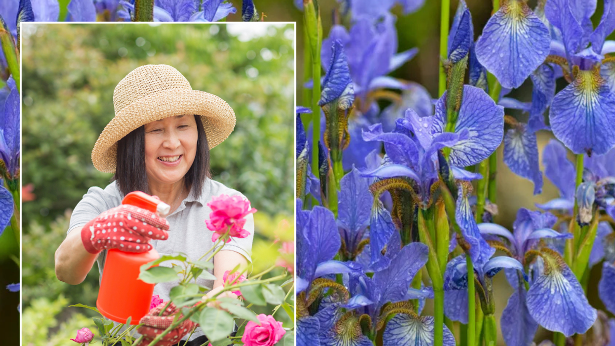 Woman gardening / irises