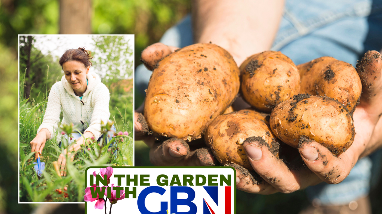 Woman gardening / potatoes in hands