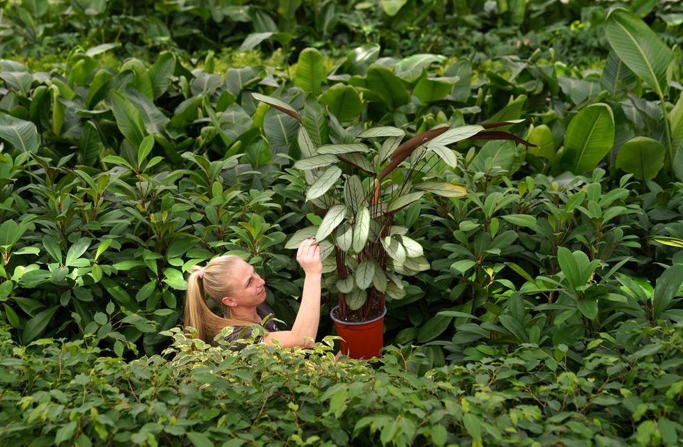 woman holding plant