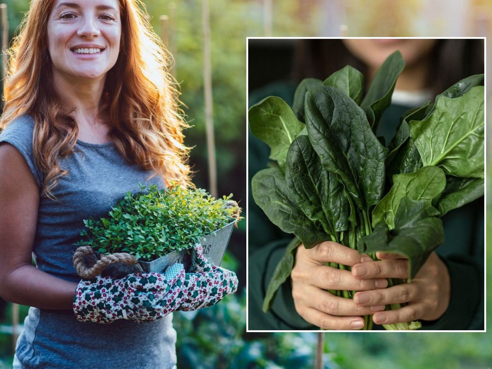Woman holding pot of rocket / Woman holding handful of spinach