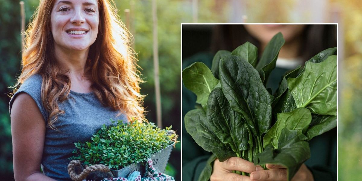 NextImg:Gardener names 4 'best' vegetables to plant now for a 'guaranteed winter harvest'