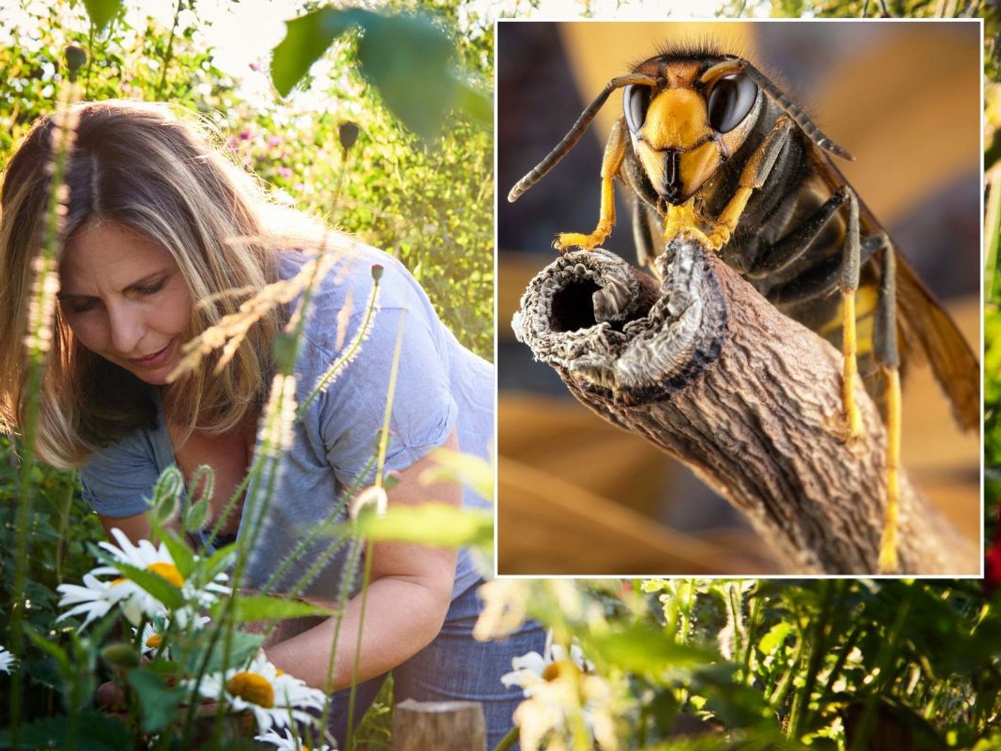 Woman in garden / Asian hornet