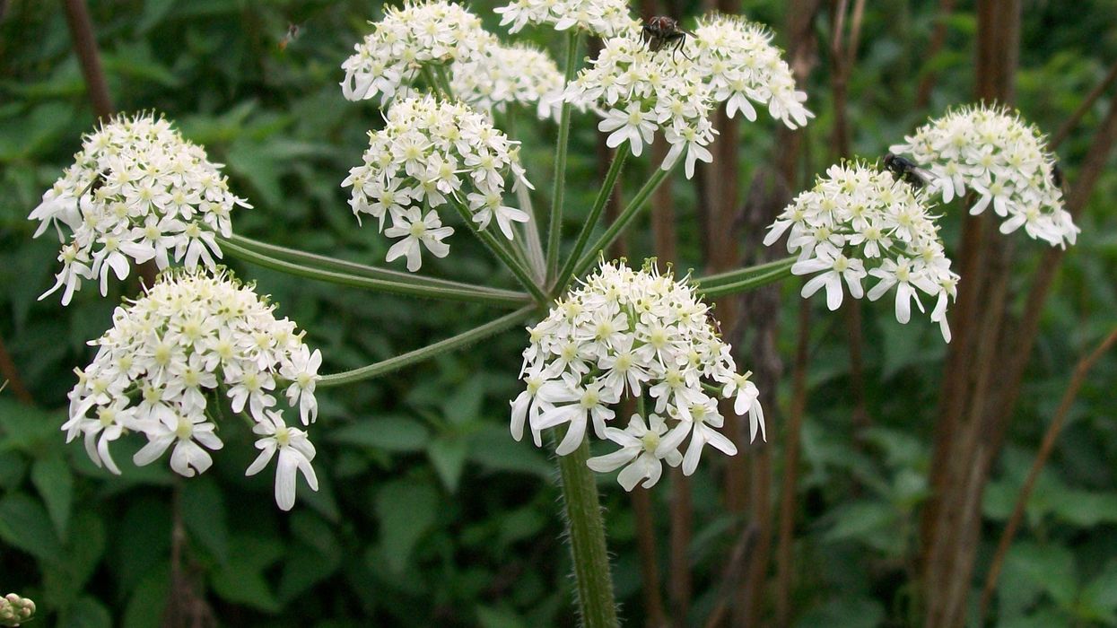 Woman left 'unable to move' after making contact with dangerous plant