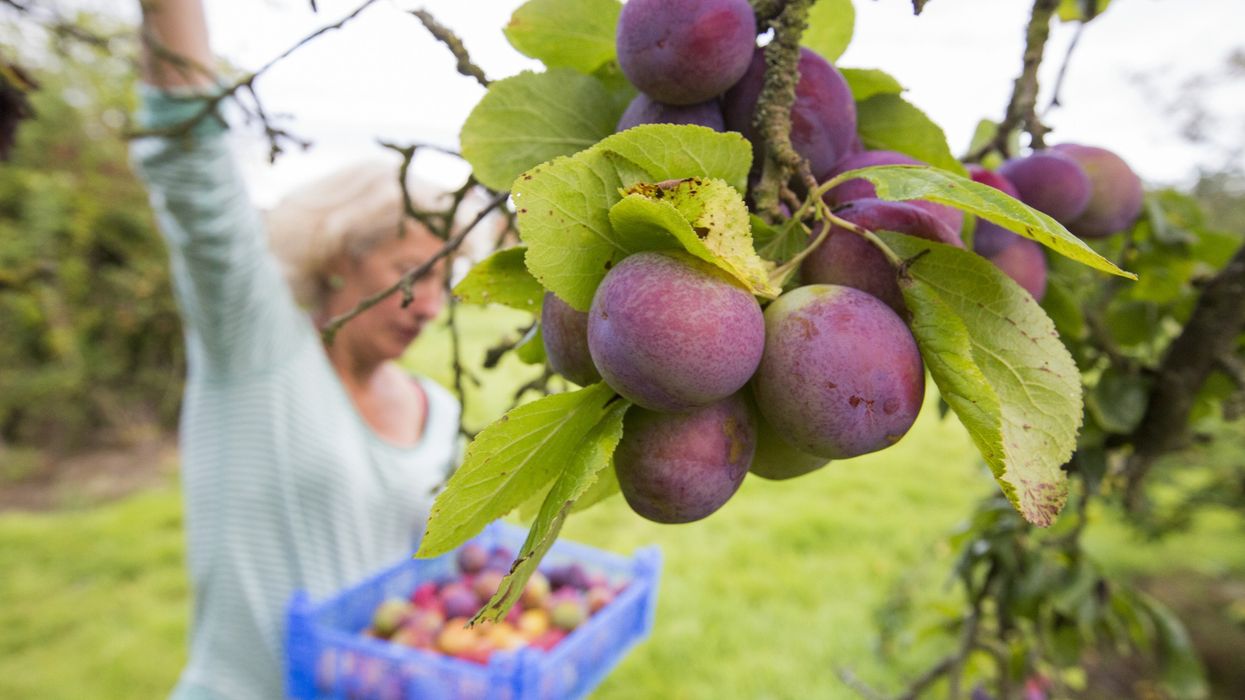 Woman picking from fruit tree