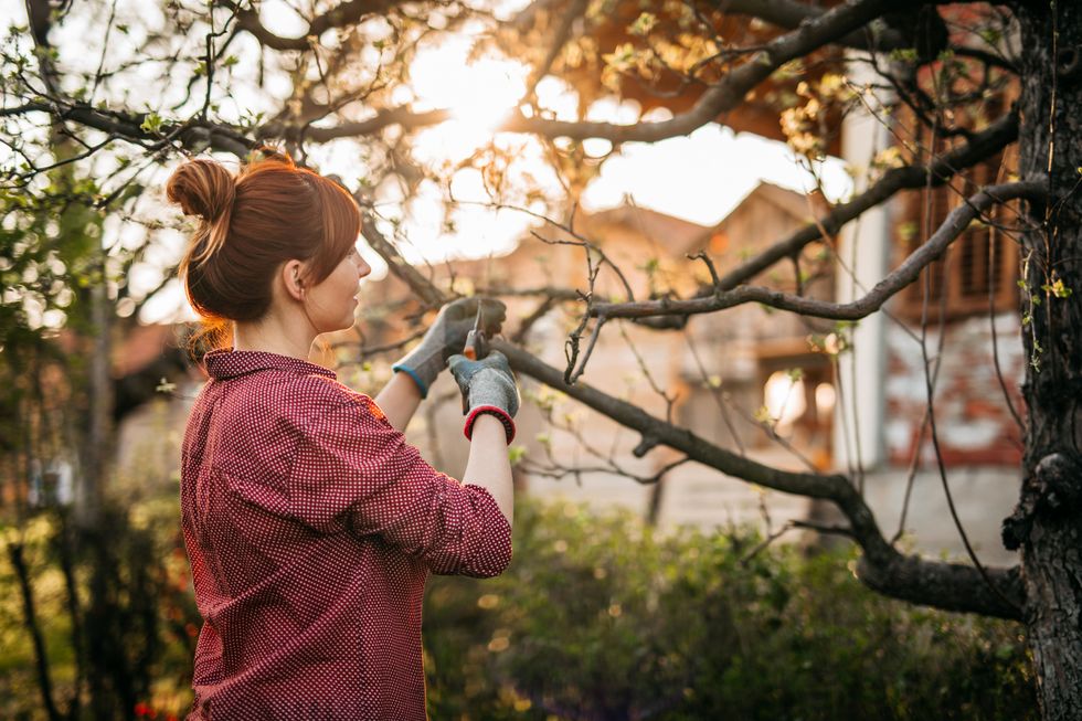 Woman pruning trees