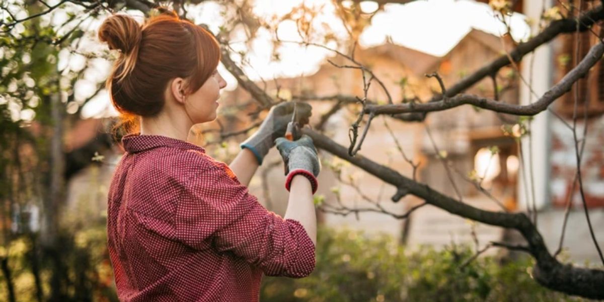 NextImg:Key pruning tips to follow now to 'prepare your garden for a healthy and productive spring'