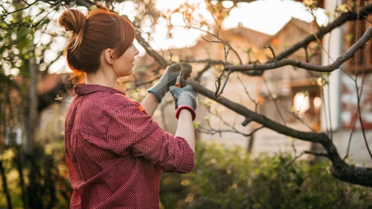 Woman pruning