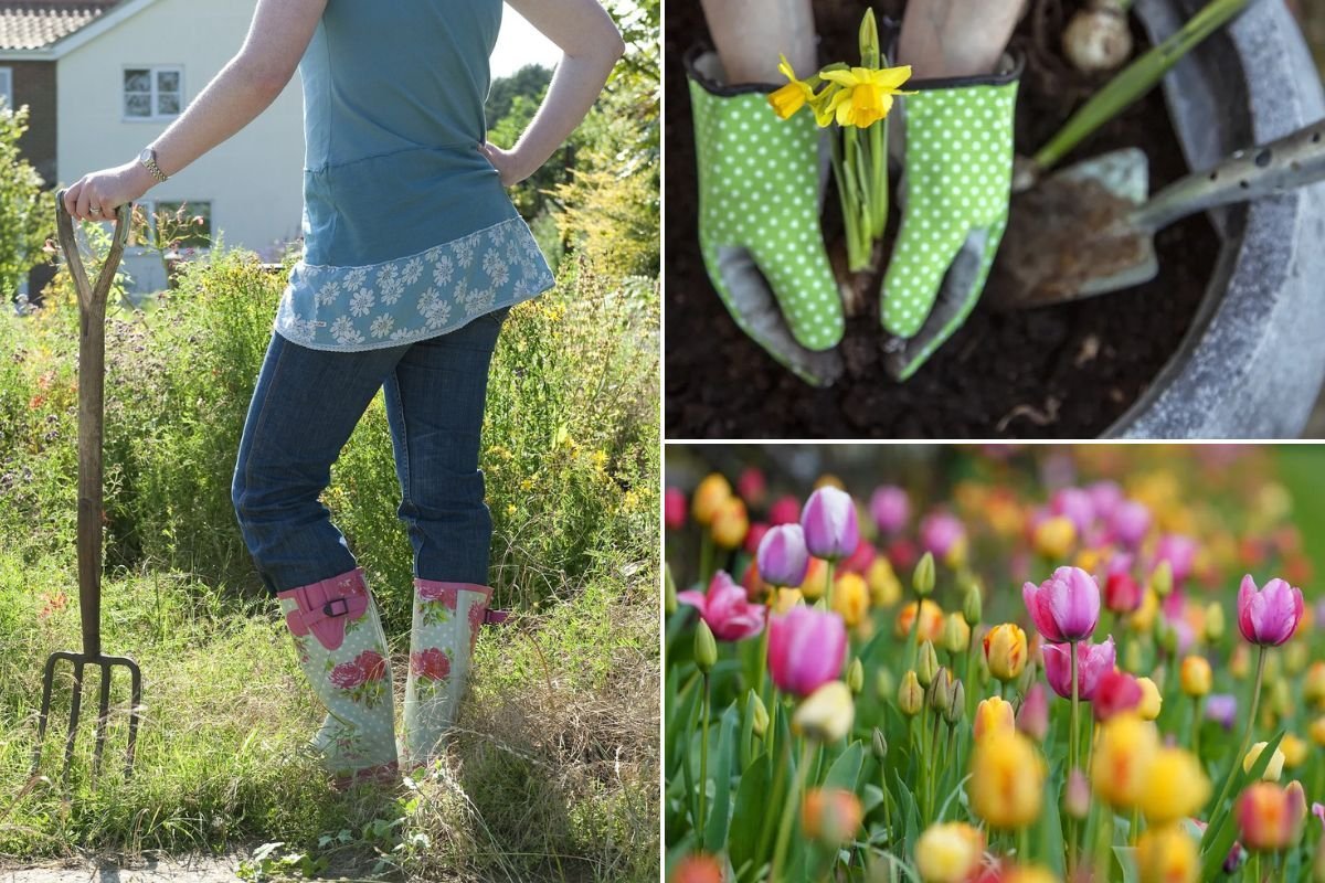 Woman raking in garden / Planting daffodils / tulips