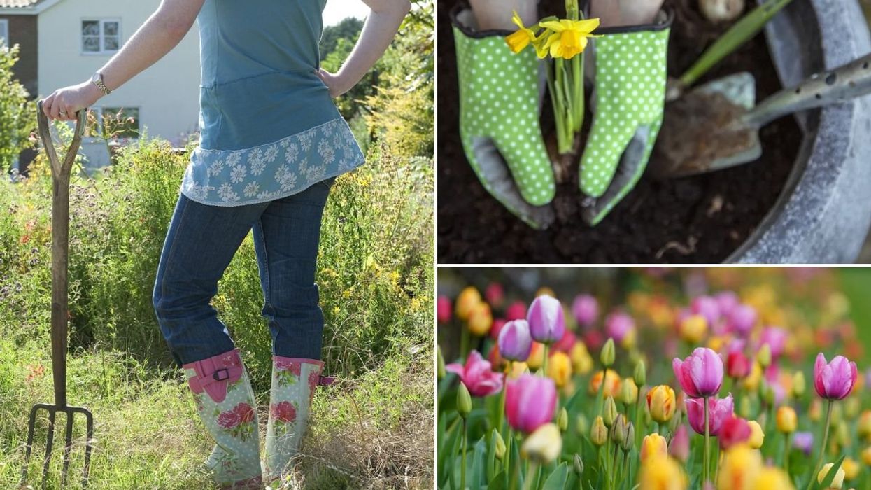 Woman raking in garden / Planting daffodils / tulips