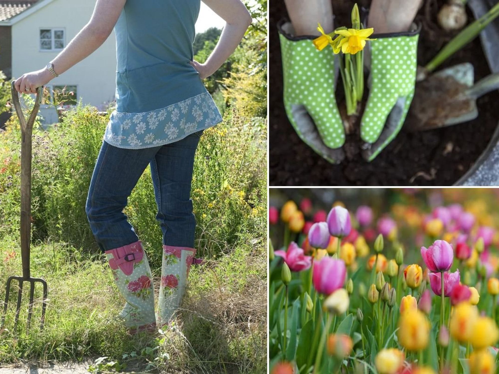 Woman raking in garden / Planting daffodils / tulips