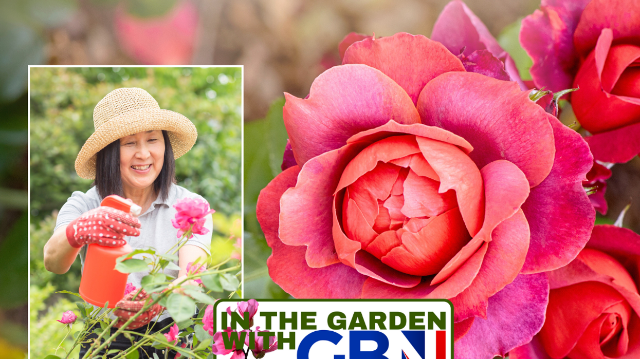 Woman spraying roses / roses in garden