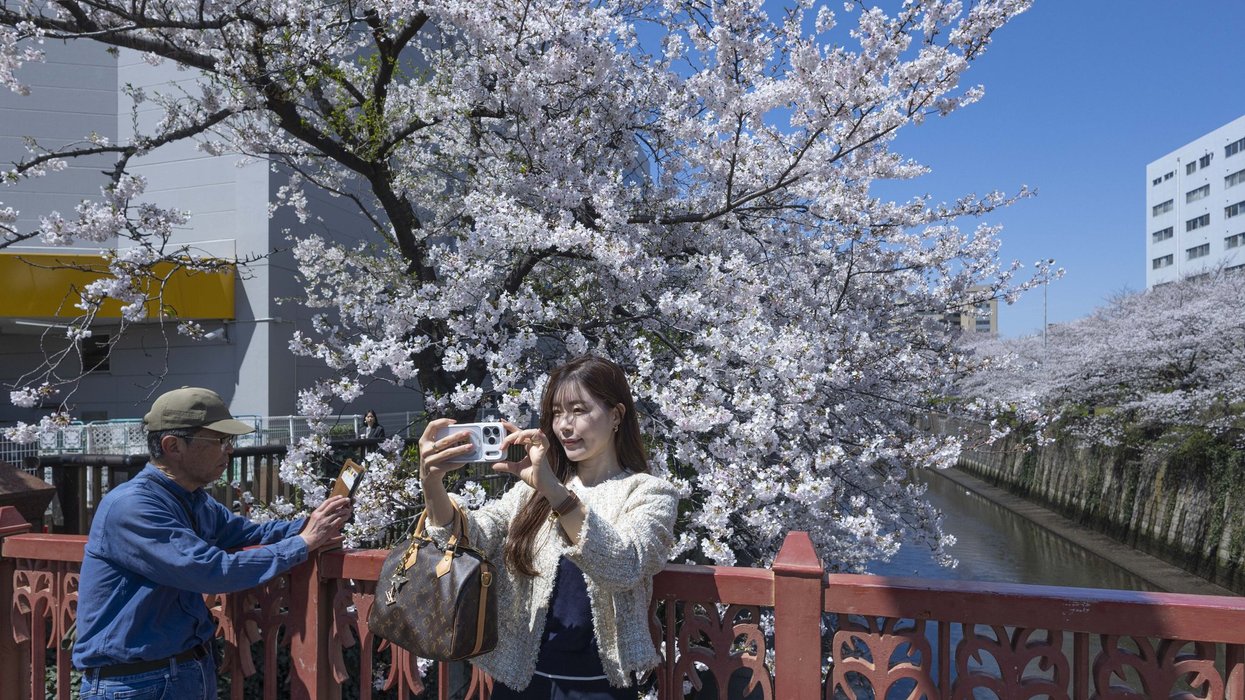 Woman takes a selfie with her phone with blooming Sakura