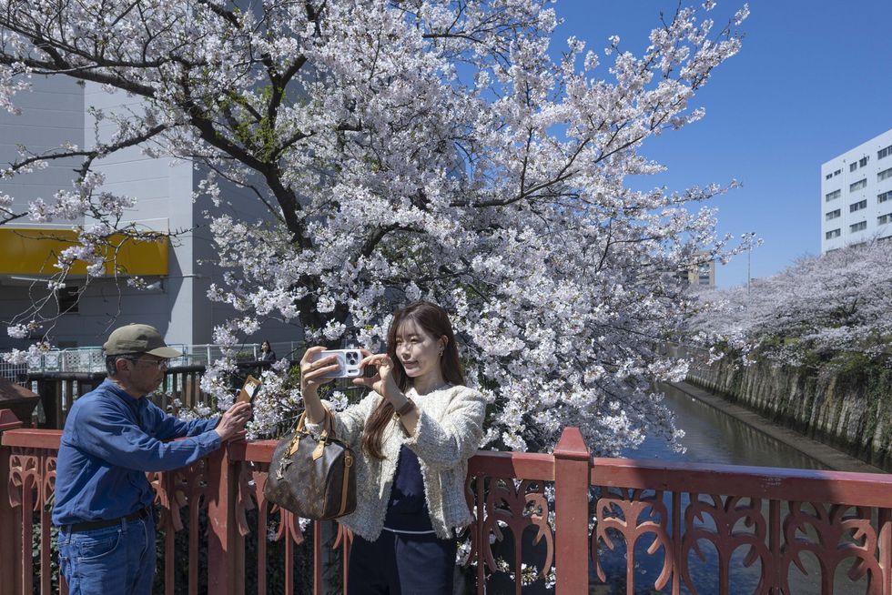 Woman takes a selfie with her phone with blooming Sakura