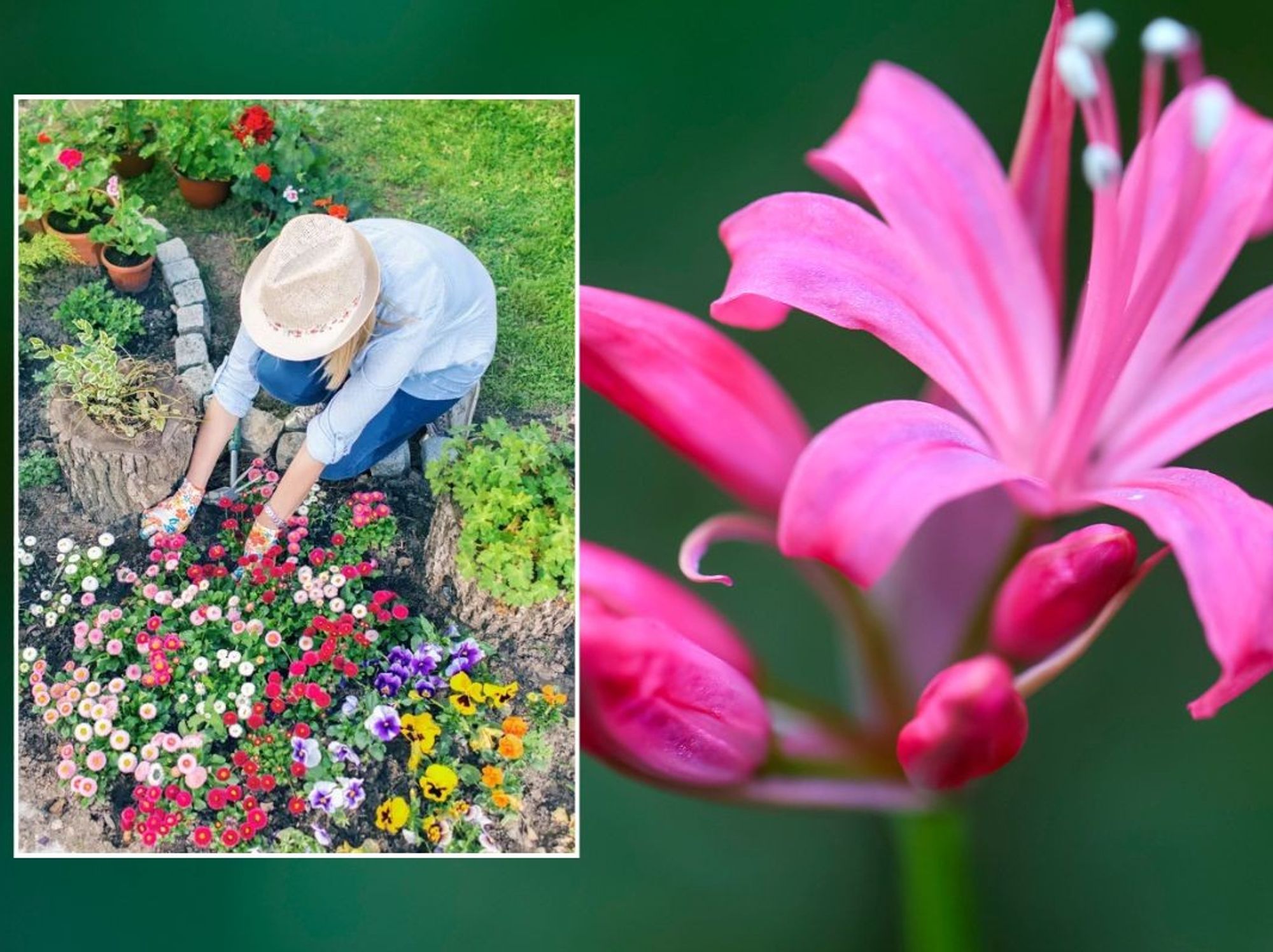 Woman tending to flowers / Nerine
