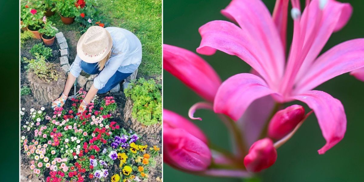 July gardening tips: Now is 'ideal moment' to plant 'delicate' pink flower that 'loves a sun-baked spot'