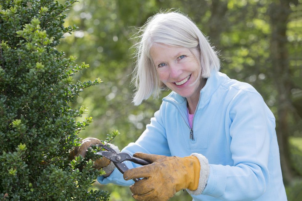 Woman trimming a hedge