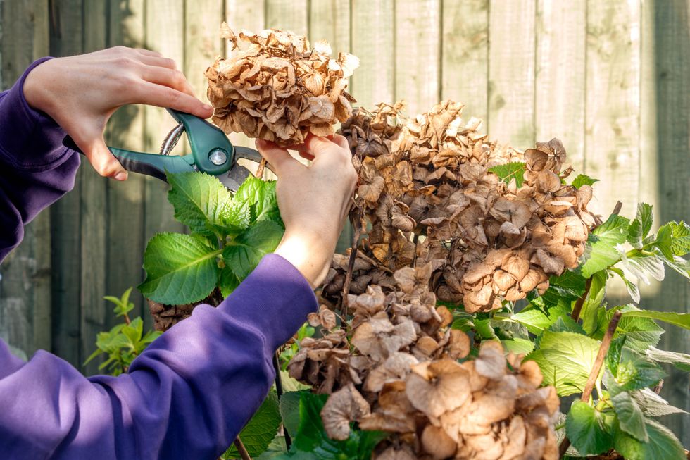 Woman using secateurs to deadhead a flower