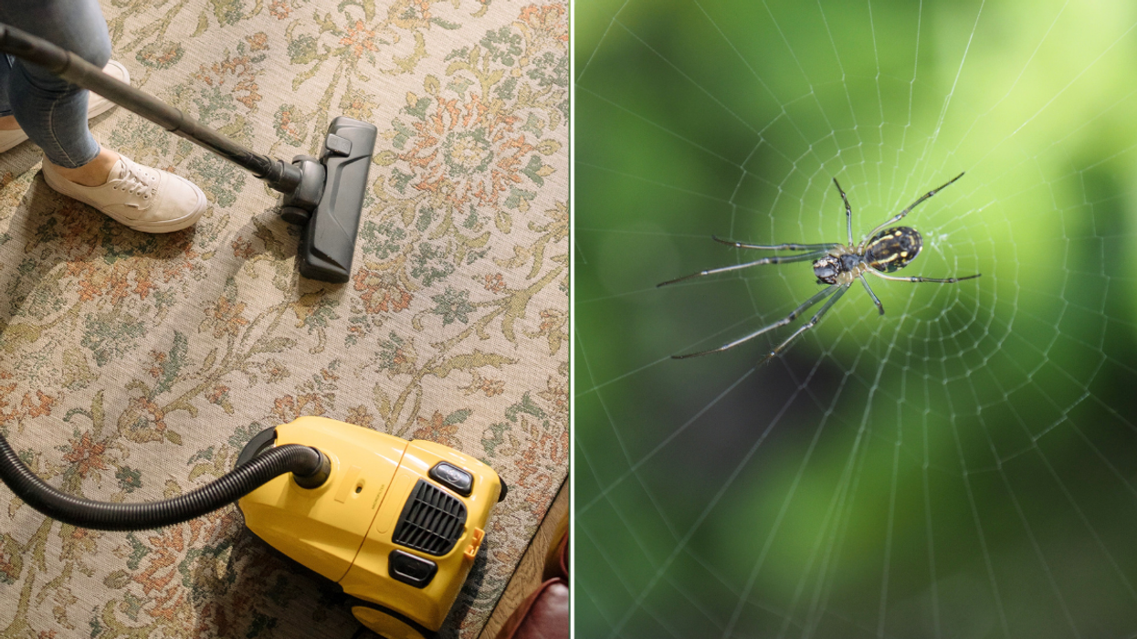 Woman vacuuming and spider