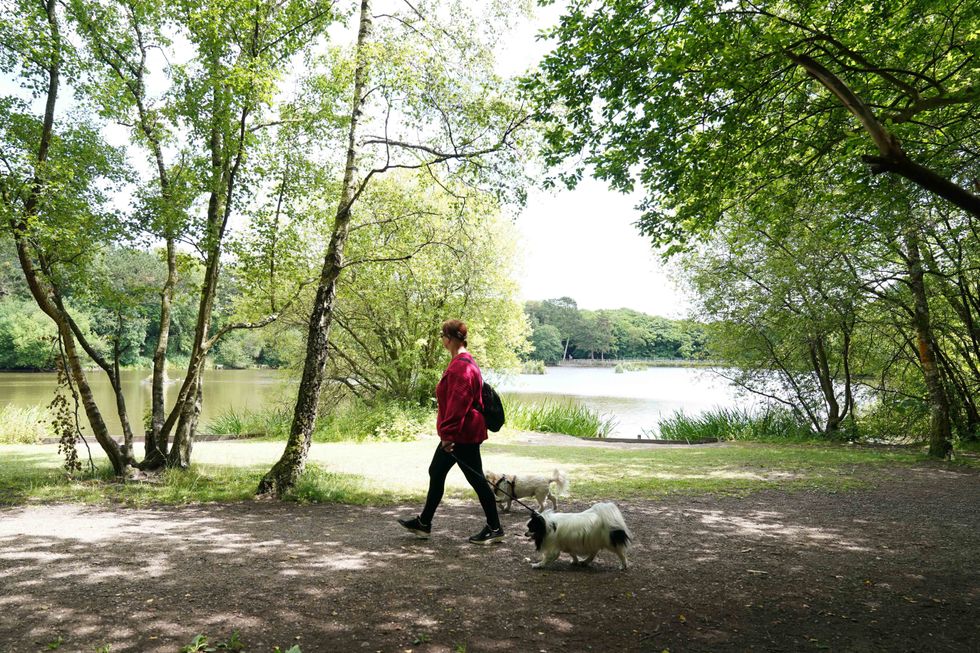 Woman walking a dog