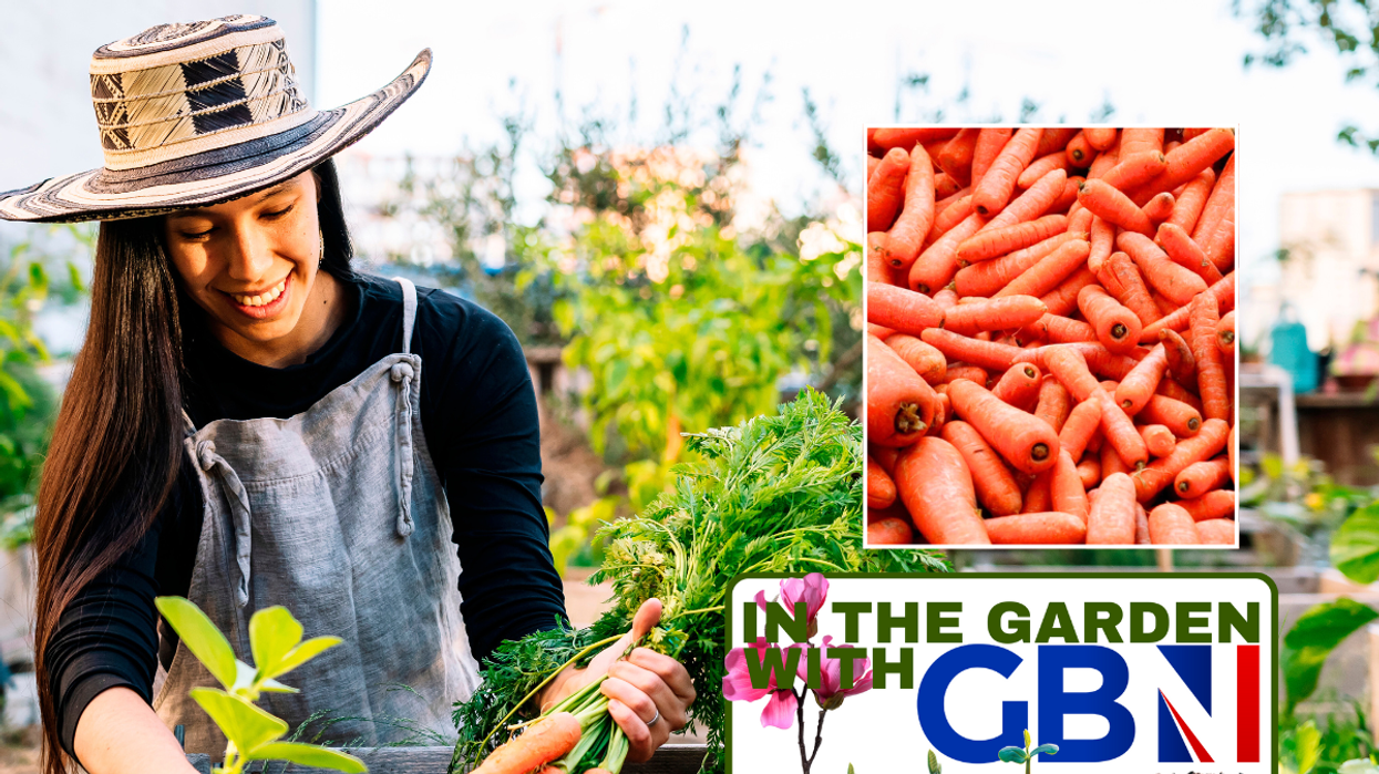 Woman with carrots in garden / carrots