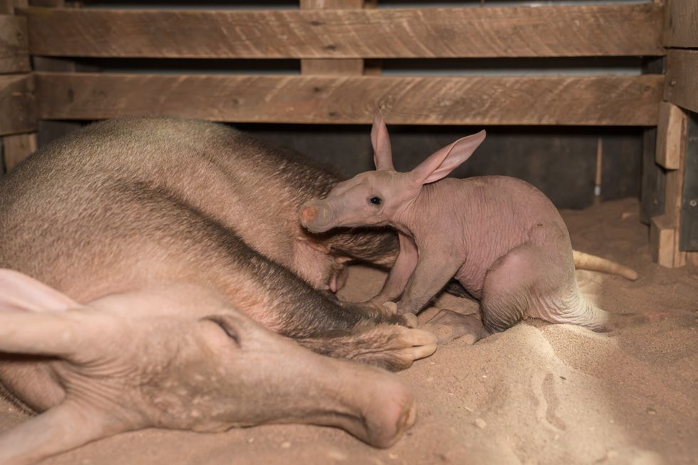 Womble the aardvark with its mum