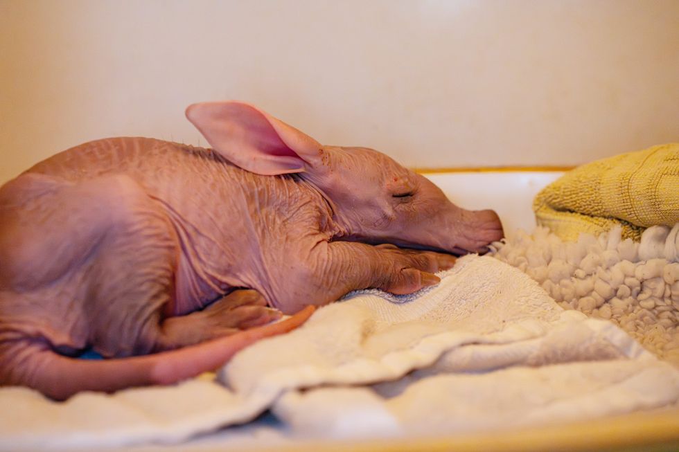 Womble the baby aardvark