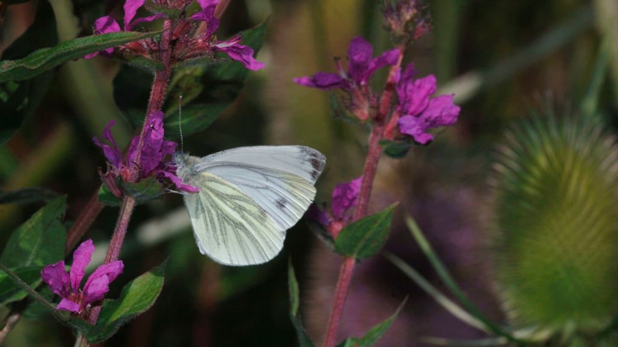 wood white butterfly
