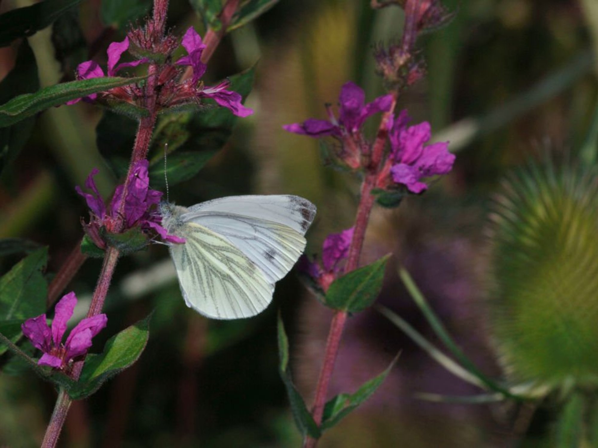 wood white butterfly