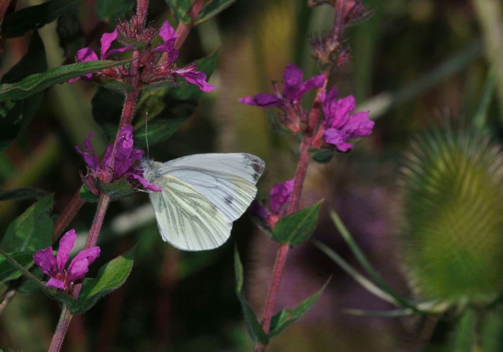 Wood white butterfly