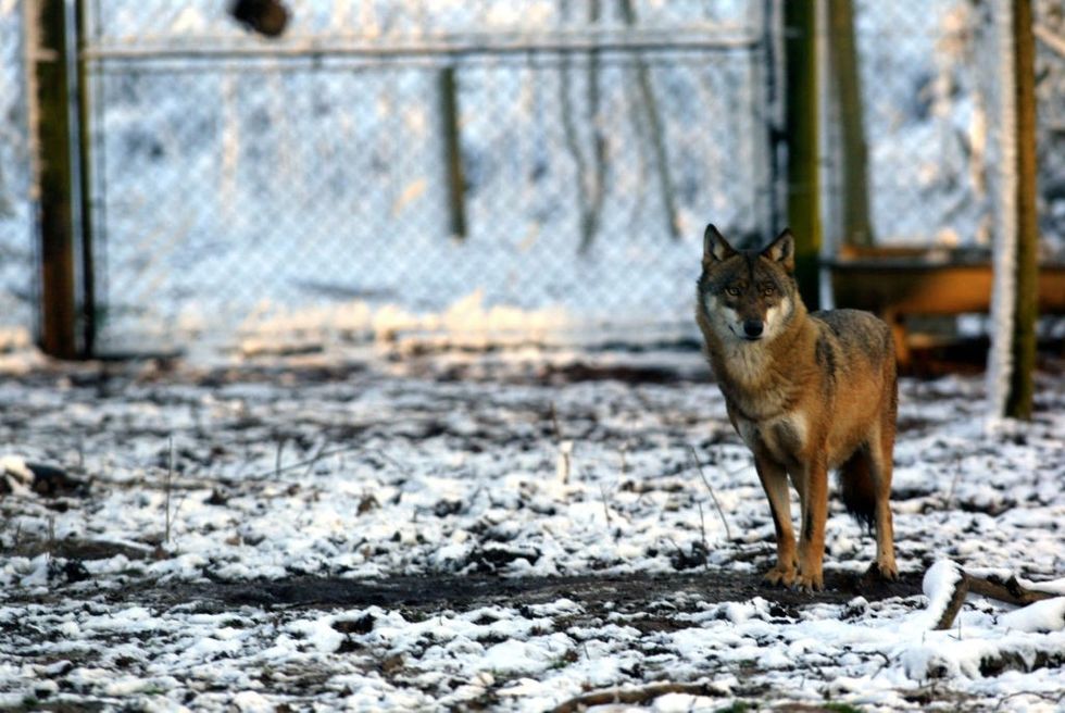 Woof at Thoiry zoo
