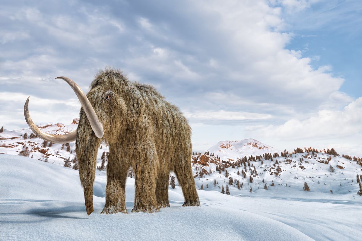 Wooly mammoth