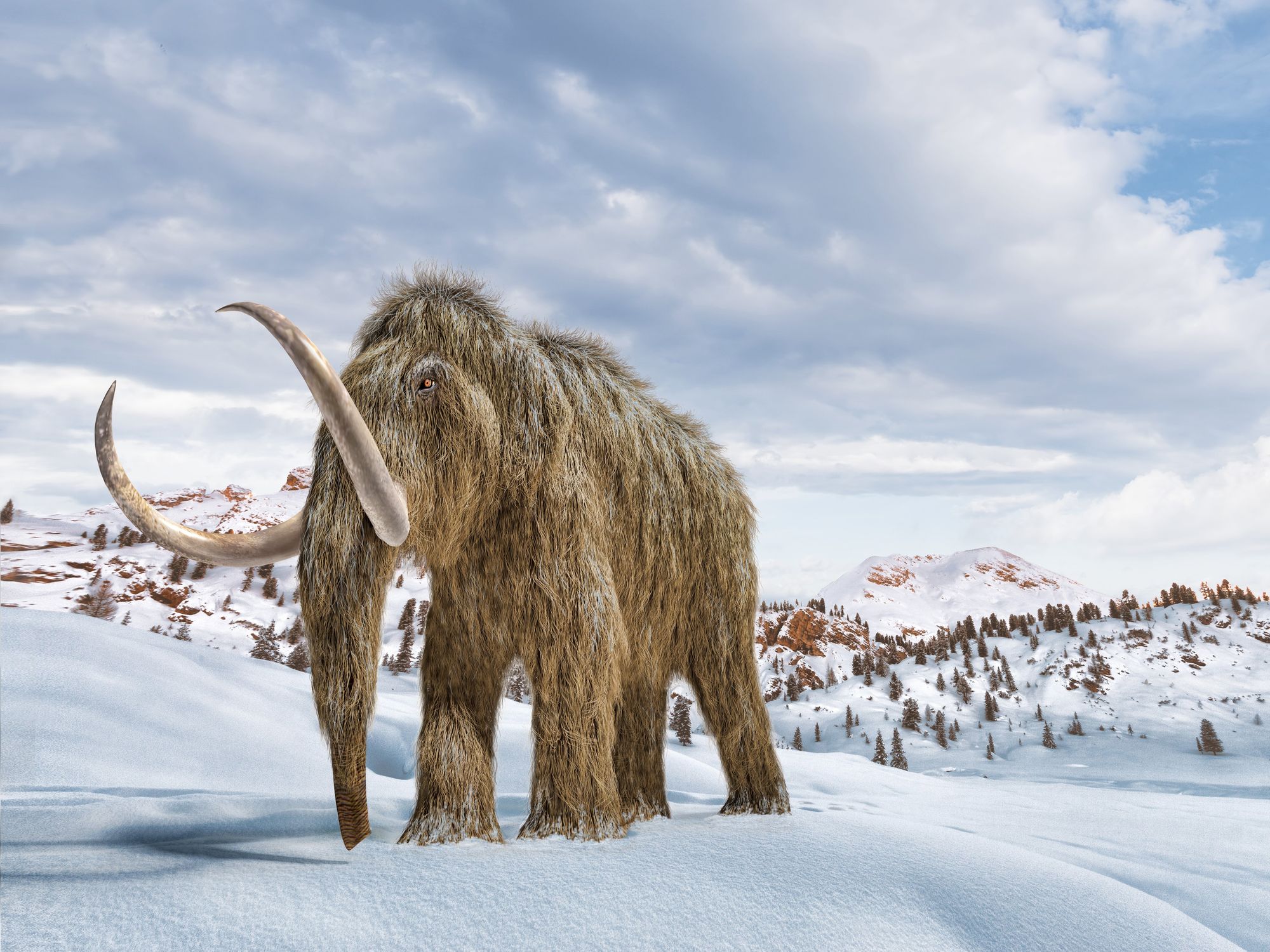 Wooly mammoth