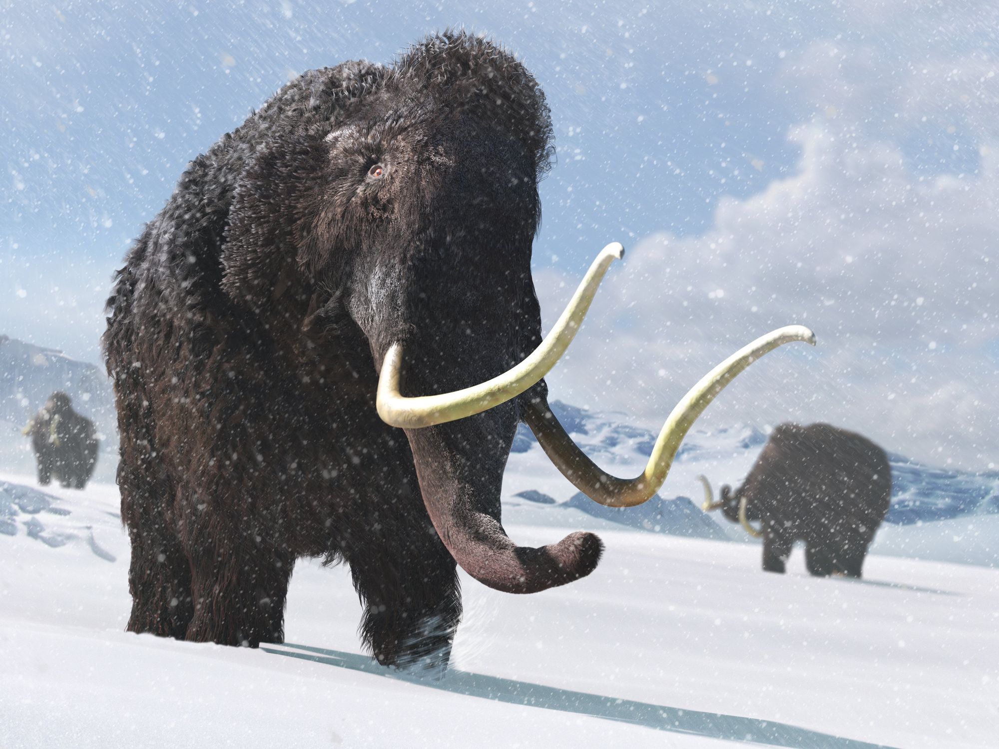 Wooly mammoths