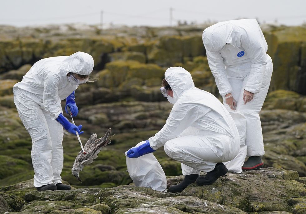 Workers in PPE collecting dead birds during a previous outbreak of avian flu