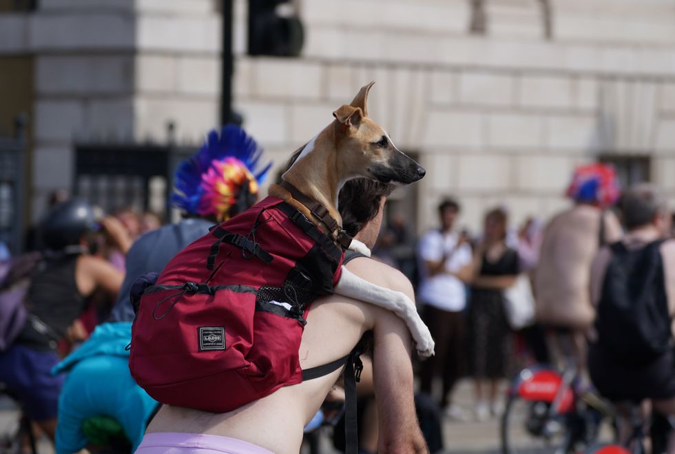 World Naked Bike Ride