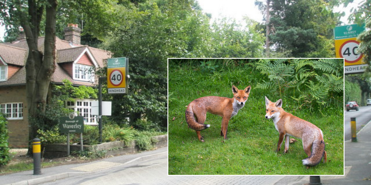 NextImg:Surrey man writes to council 18 times as ‘sulphurous stench’ from neighbour’s £800k ‘fox sanctuary’ leaves him ‘ready to vomit’