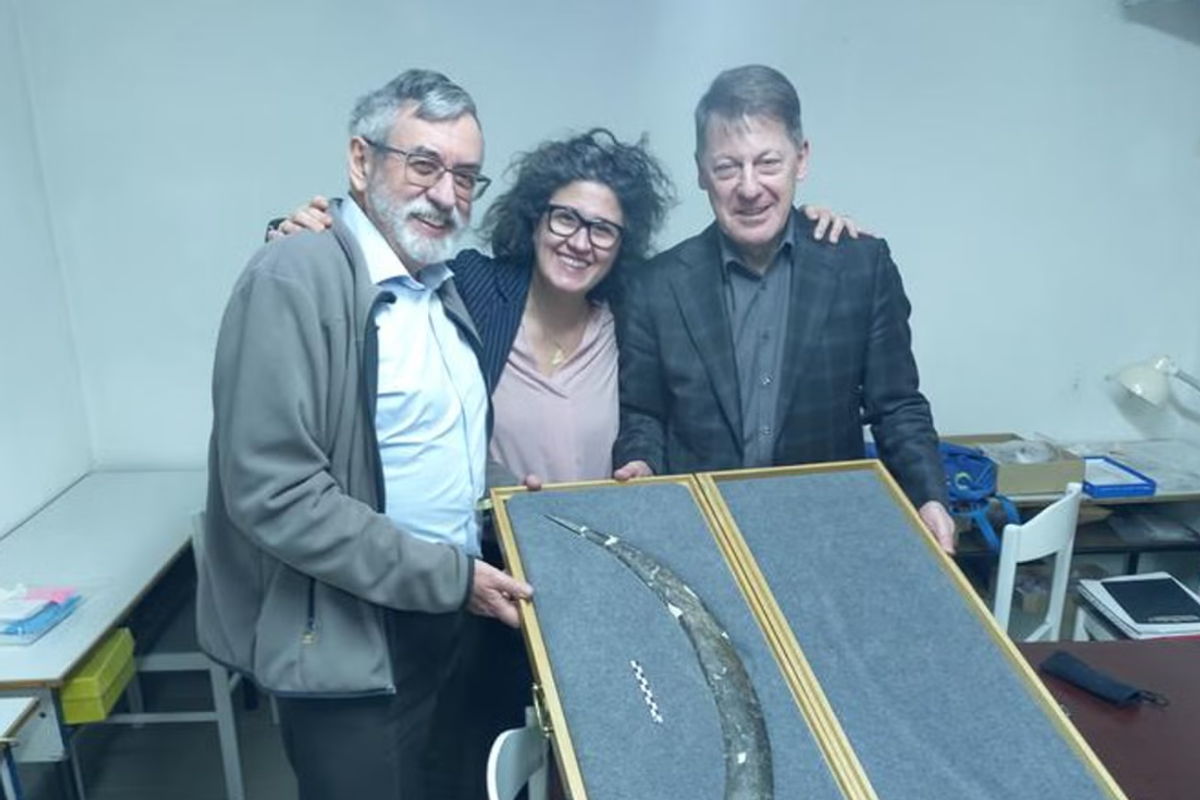 World's oldest boomerang