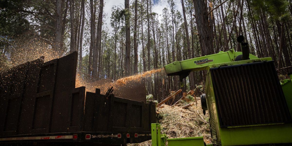 NextImg:Landscaper decapitated after being dragged head first through wood chipper while trimming trees