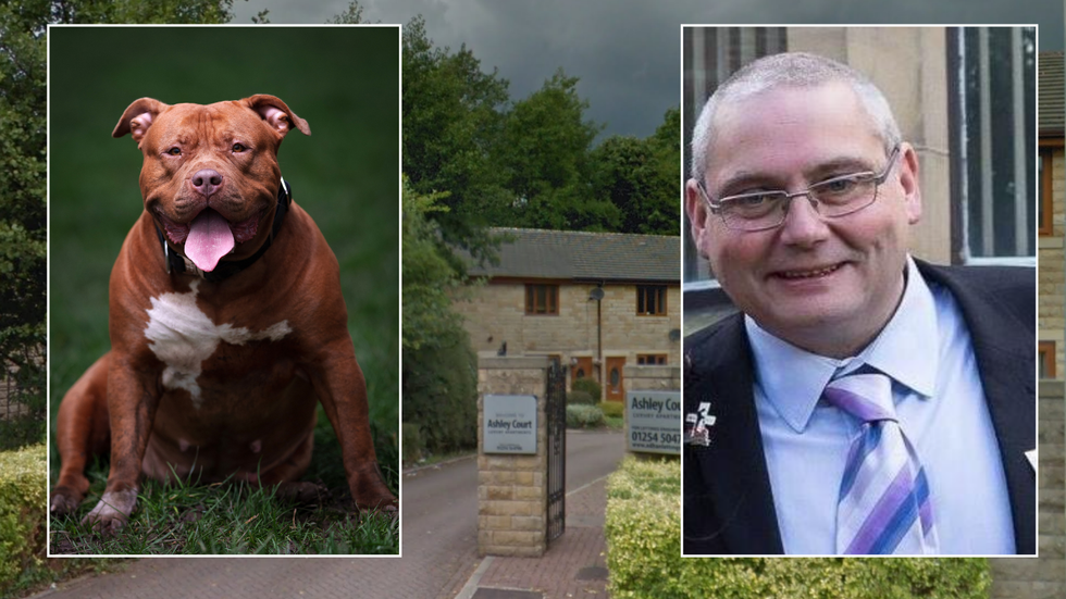 XL Bully/Ashley Court/Daintree